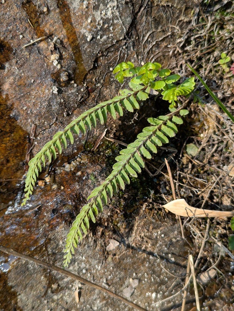 Osmolindsaea odorata photo 7