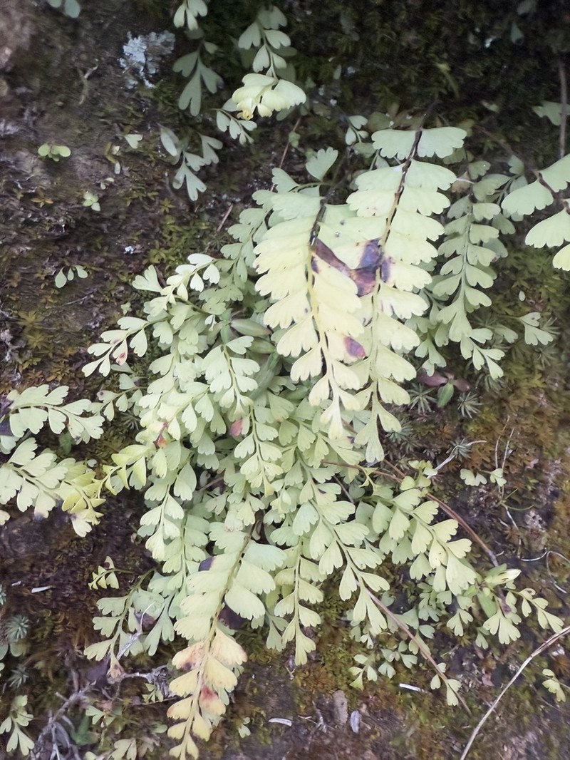 Osmolindsaea odorata photo 8