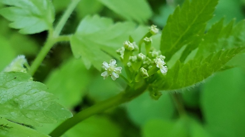 Sweetcicely photo 2