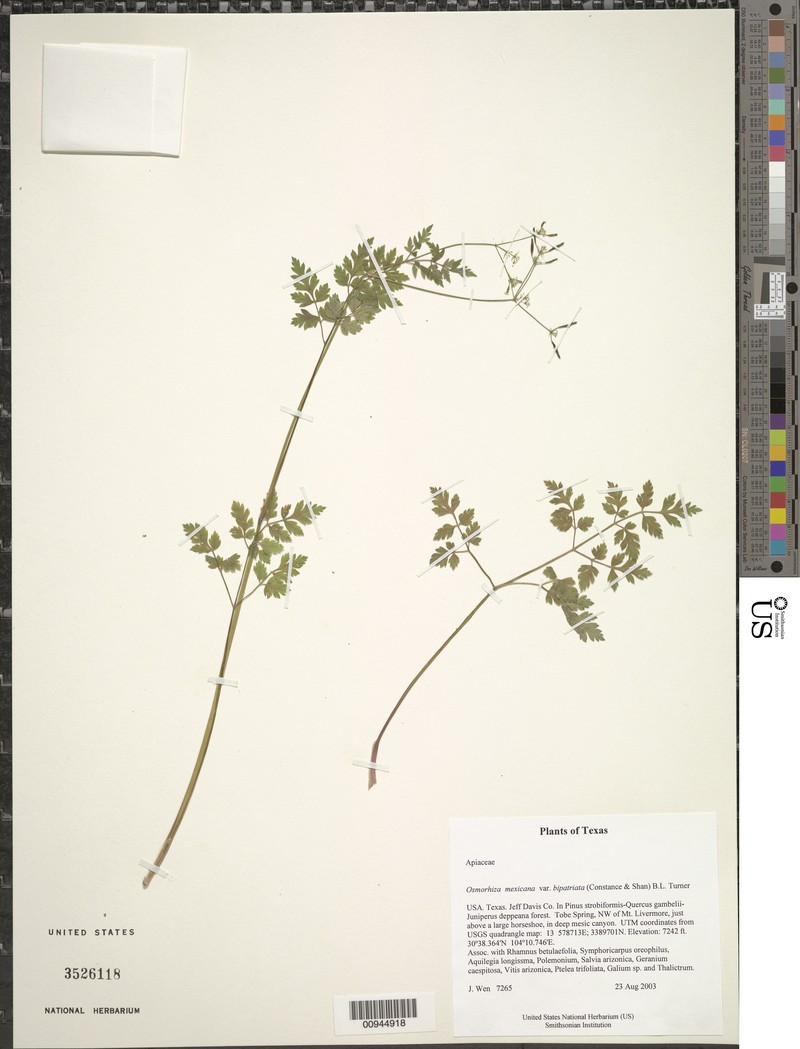 Osmorhiza bipatriata