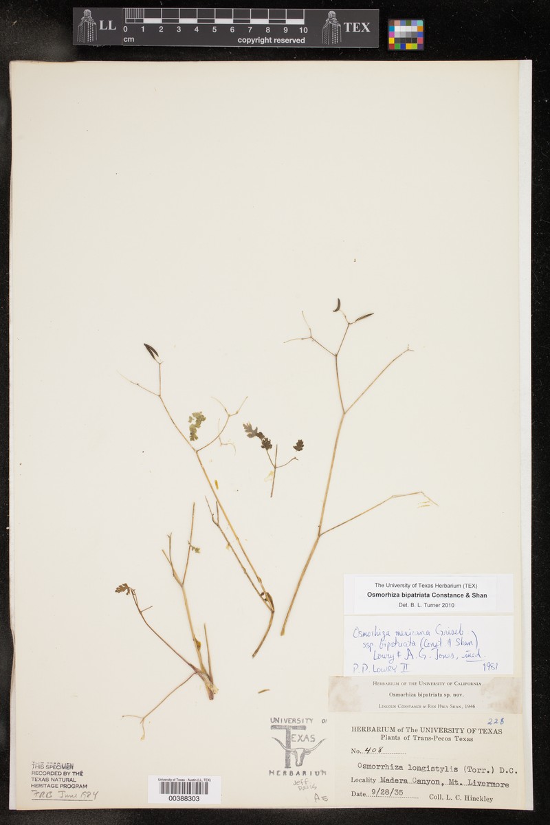 Osmorhiza bipatriata photo 2