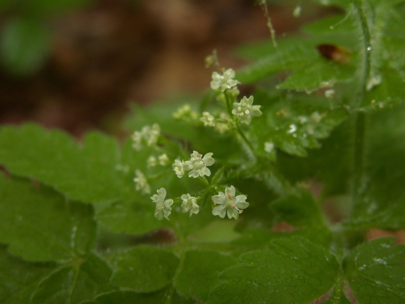 Clayton's Sweetroot photo 3