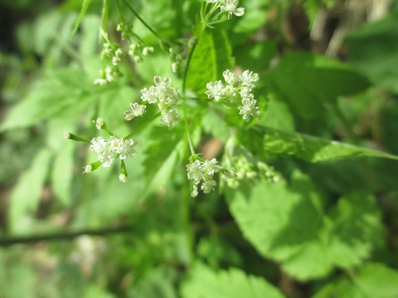 Clayton's Sweetroot photo 3