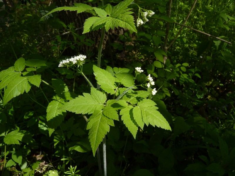 Clayton's Sweetroot photo 5