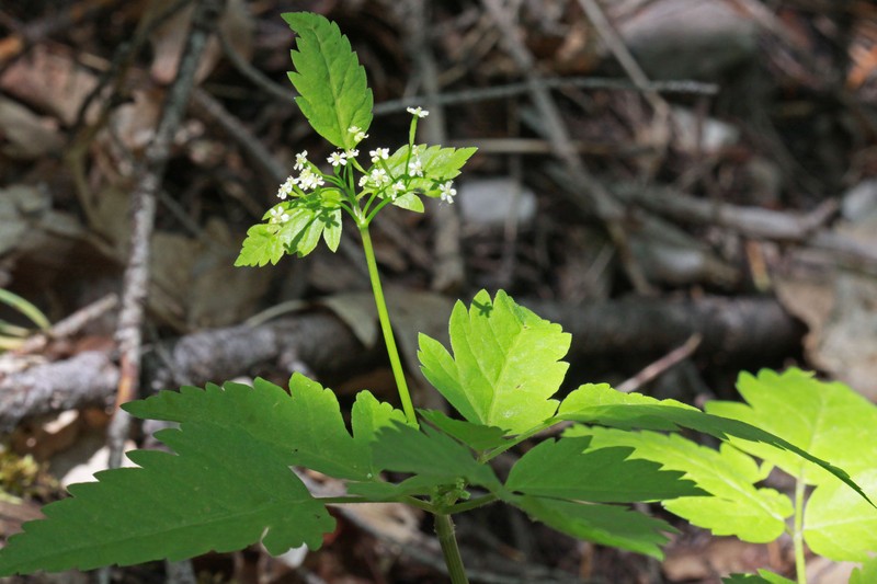 Bluntseed Sweetroot photo 2