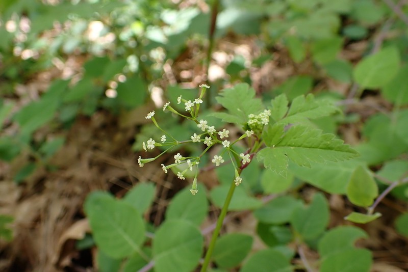 Bluntseed Sweetroot photo 2