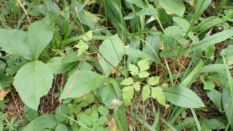 Bluntseed Sweetroot photo 3