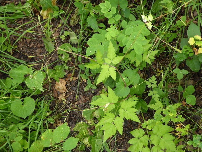 Bluntseed Sweetroot photo 4