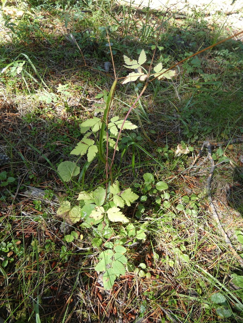 Bluntseed Sweetroot photo 6