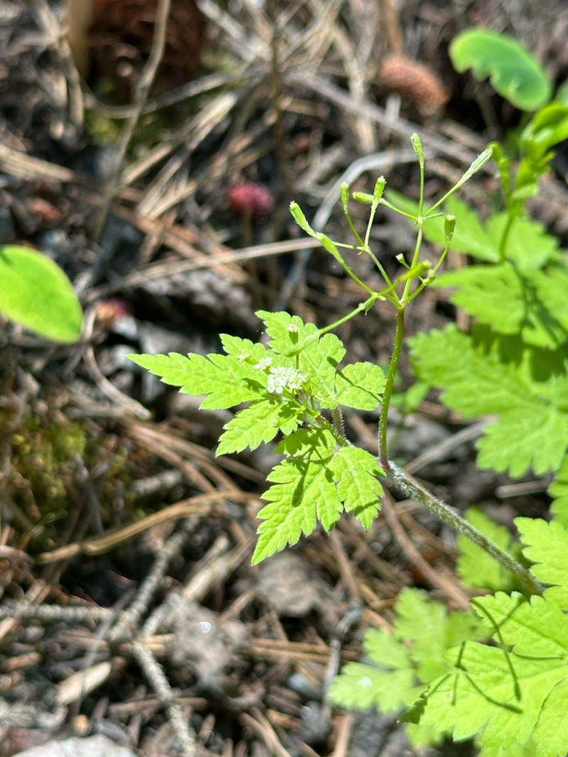Bluntseed Sweetroot photo 7