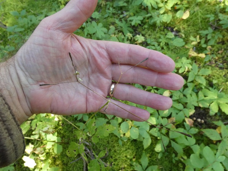 Bluntseed Sweetroot photo 8