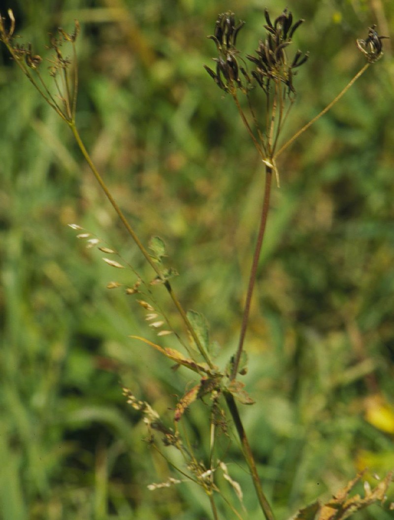 Western Sweetroot photo 2
