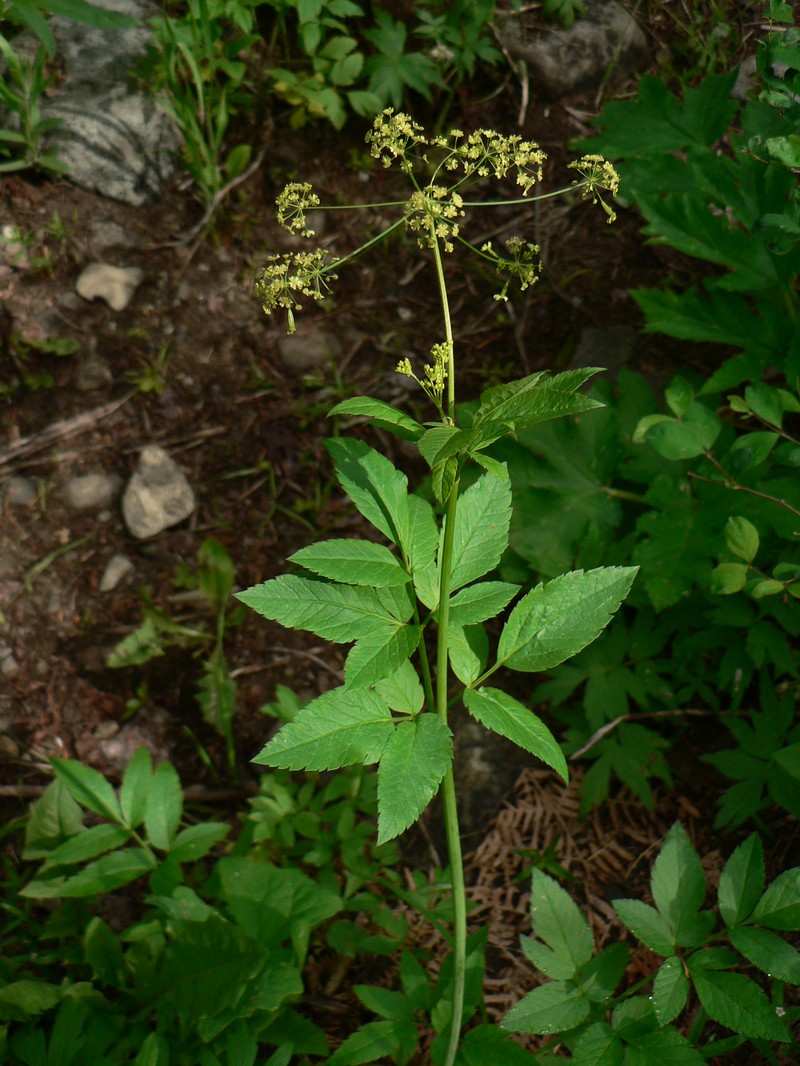 Western Sweetroot