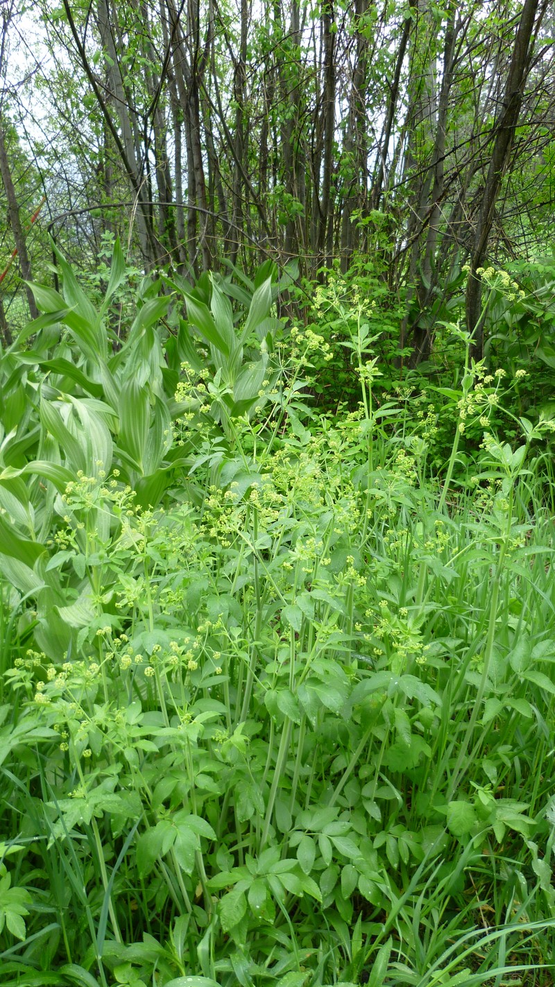 Western Sweetroot photo 3