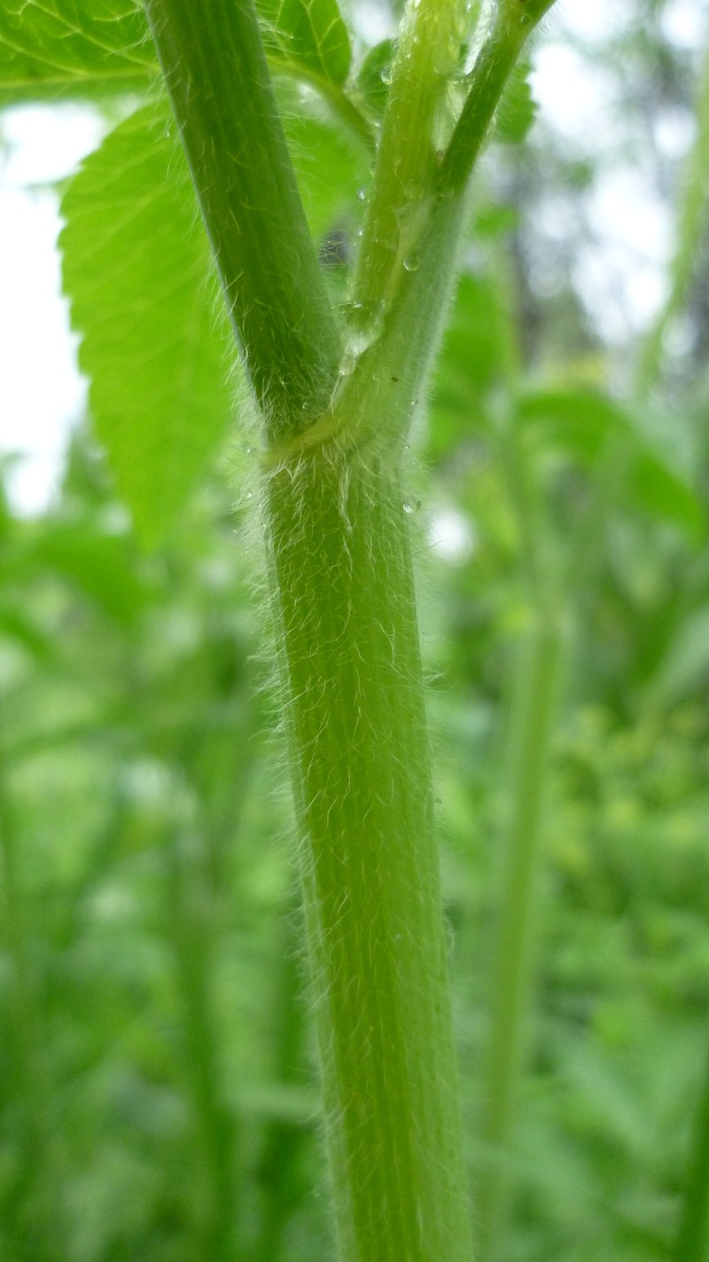 Western Sweetroot photo 4