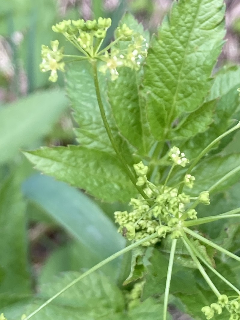 Western Sweetroot photo 3