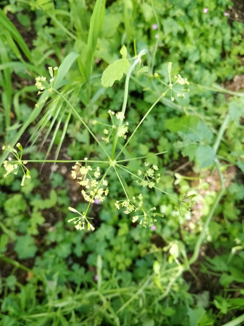 Western Sweetroot photo 5