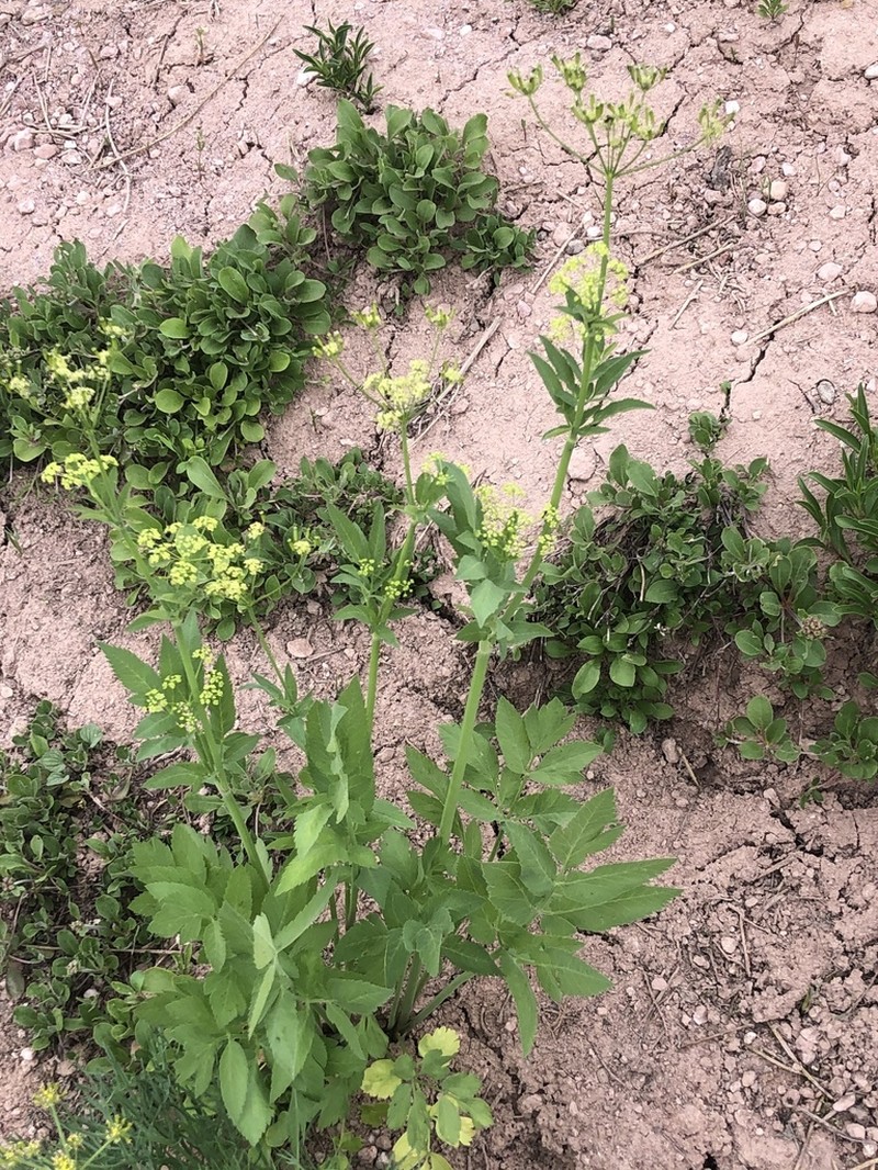 Western Sweetroot photo 6