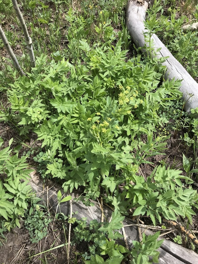 Western Sweetroot photo 7