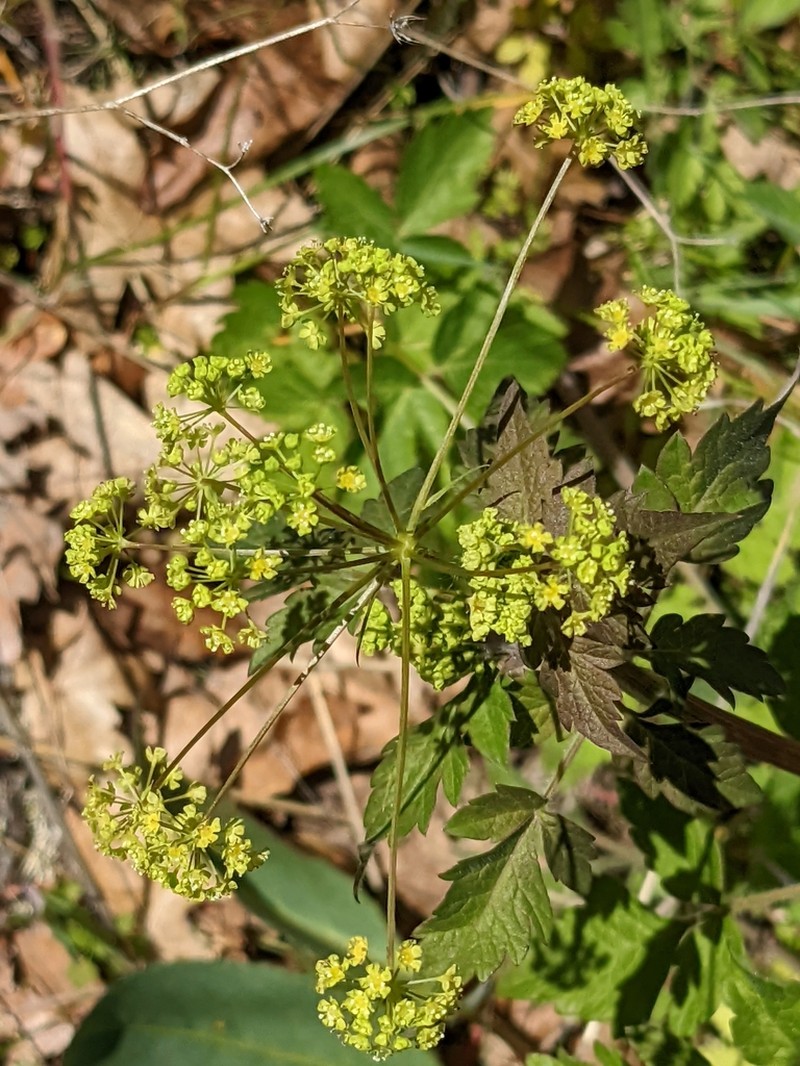Western Sweetroot photo 8