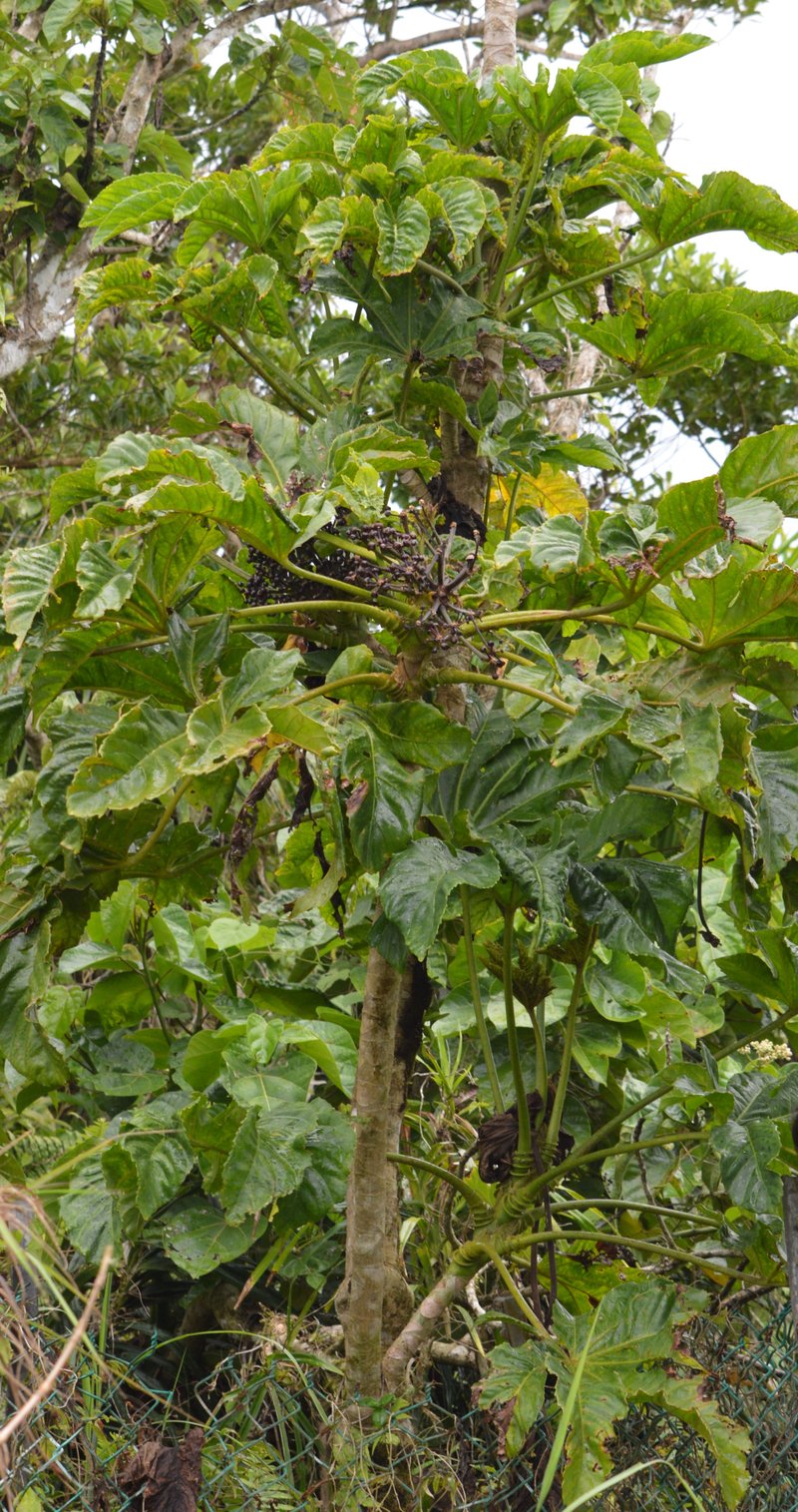 Osmoylon mariannense
