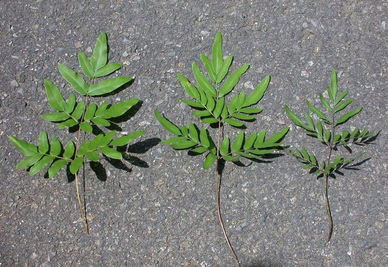 Osmunda × intermedia