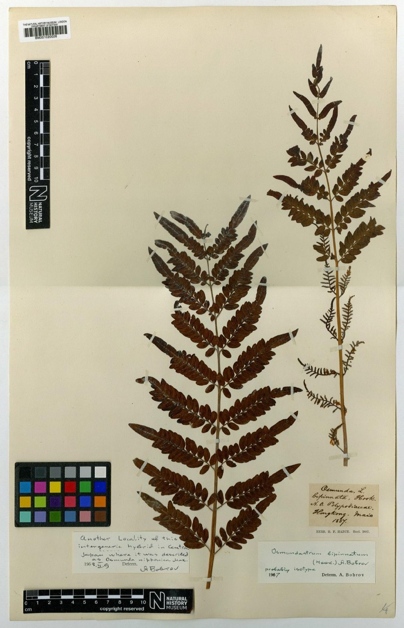 Osmunda × mildei
