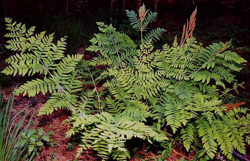 Osmunda