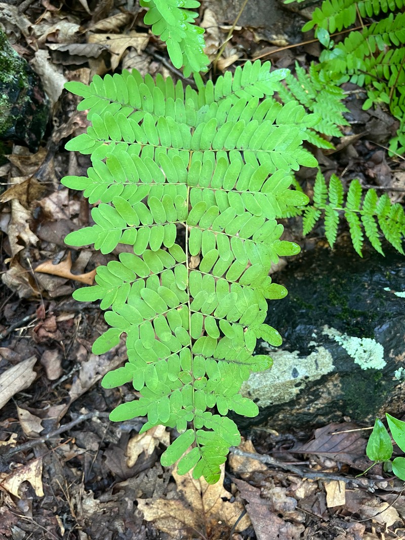 Osmunda