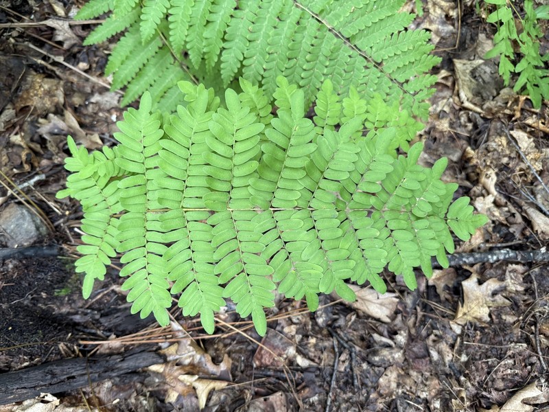 Osmunda photo 2