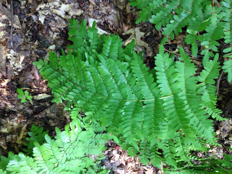 Osmunda photo 3