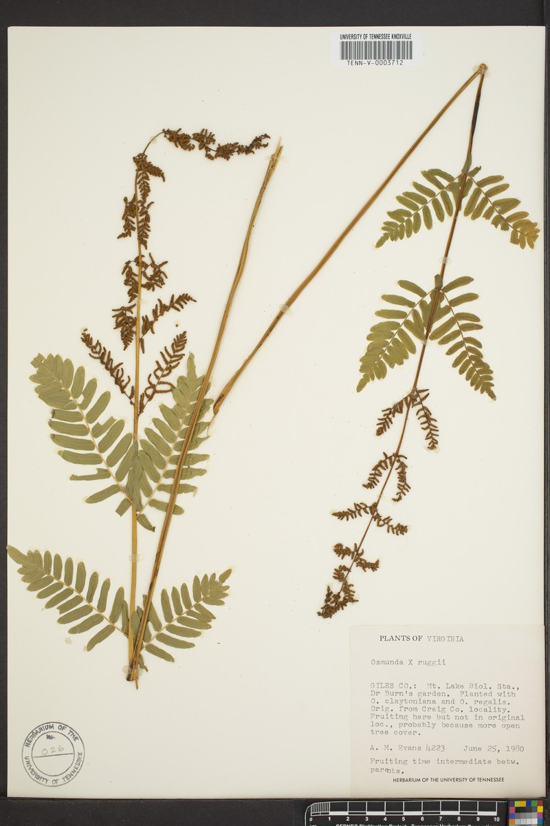 Osmunda photo 4