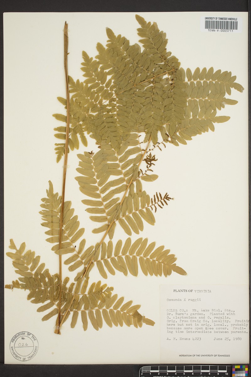 Osmunda photo 5