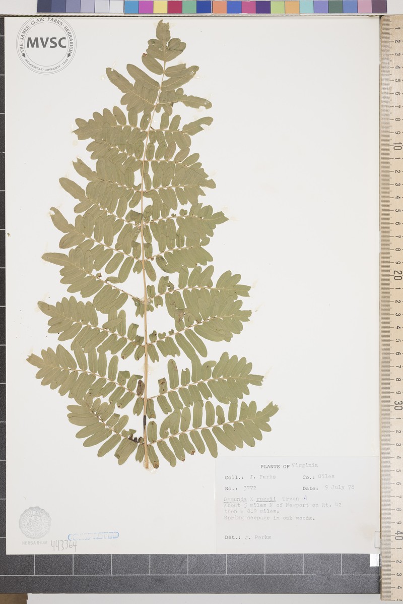 Osmunda photo 6