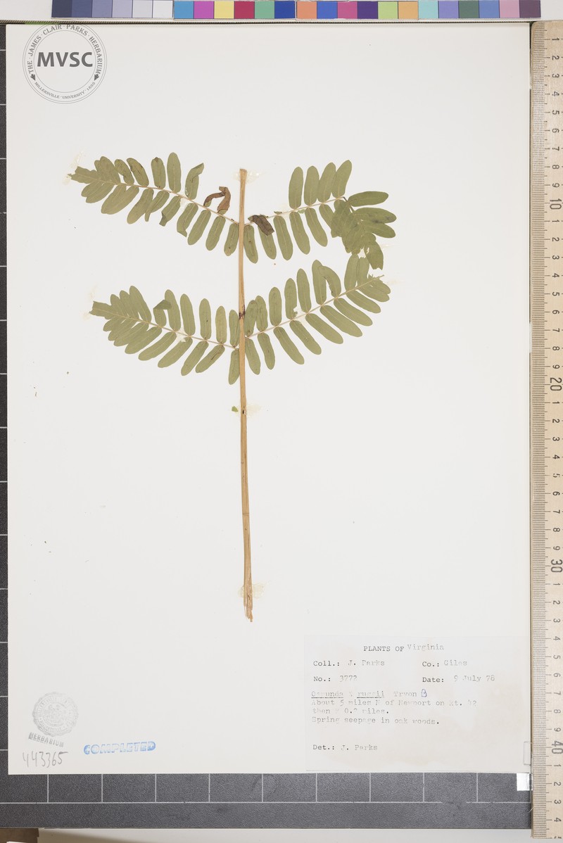 Osmunda photo 7