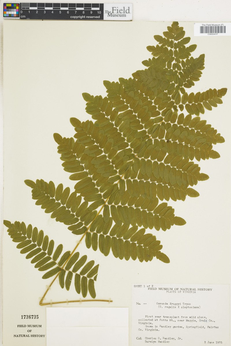 Osmunda photo 8