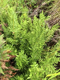 Osmunda acuta