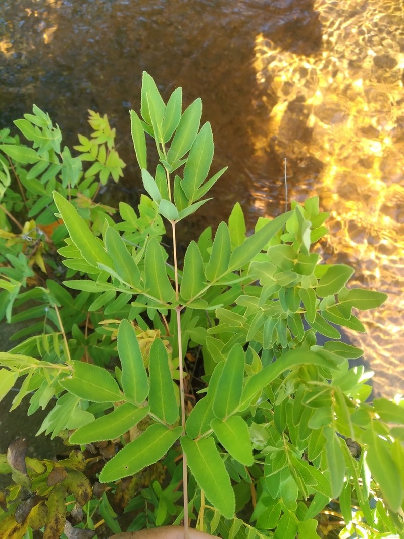 Osmunda acuta photo 2