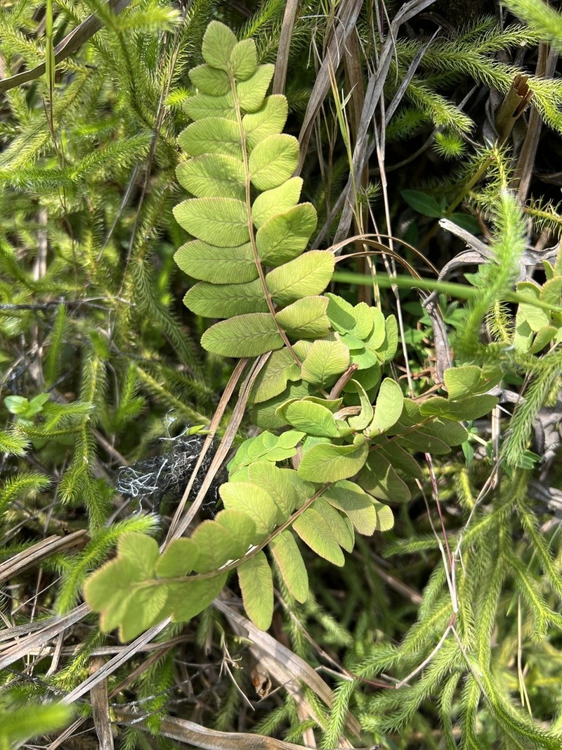 Osmunda acuta photo 3