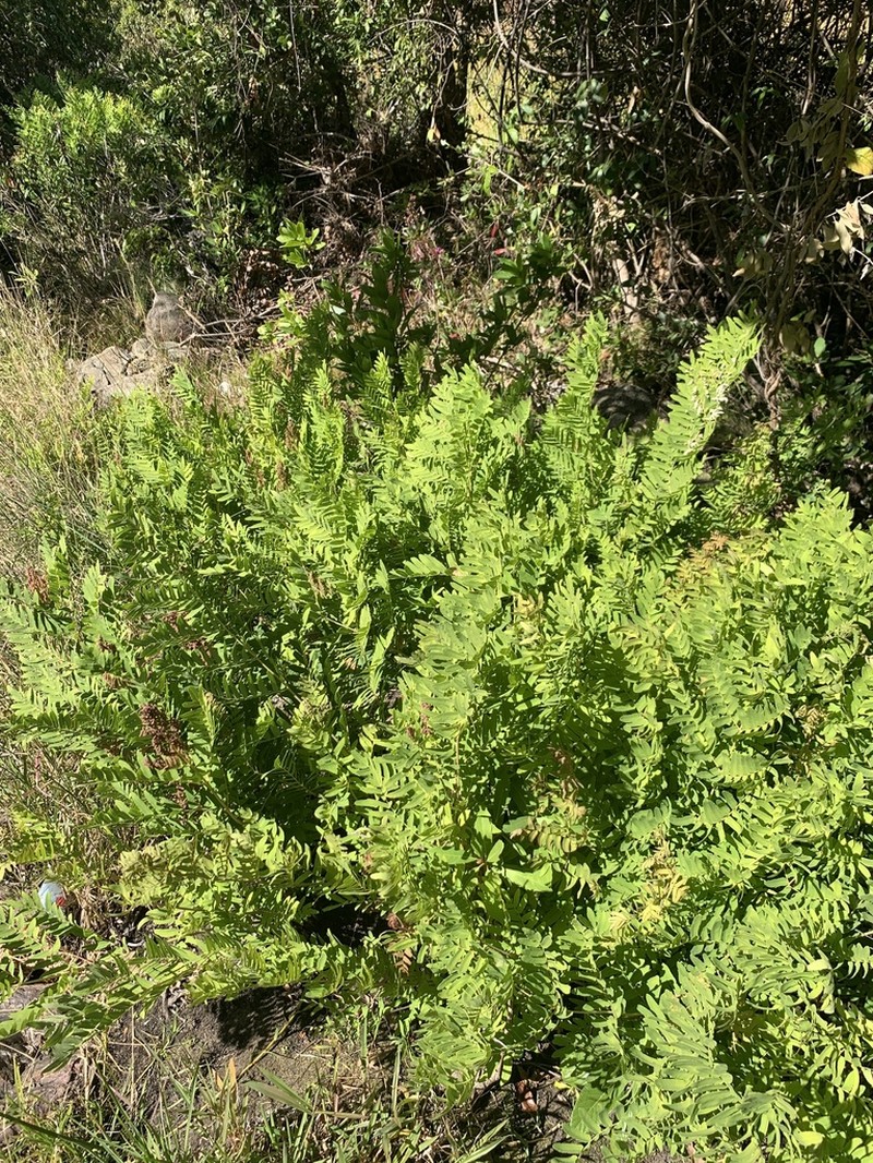 Osmunda acuta photo 4