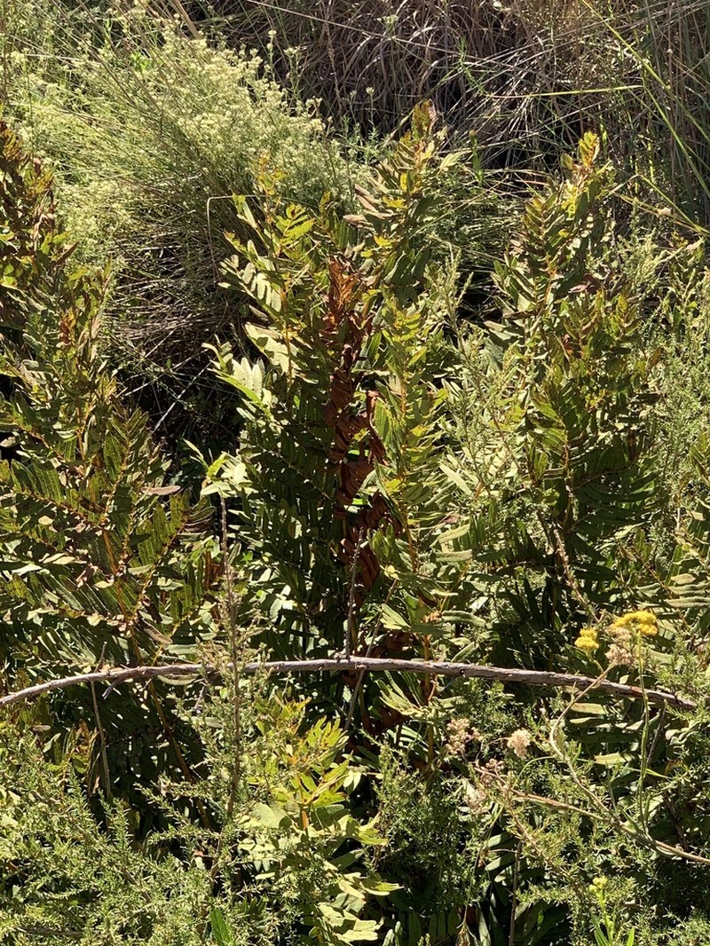 Osmunda acuta photo 5