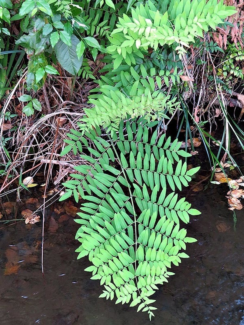 Osmunda acuta photo 6