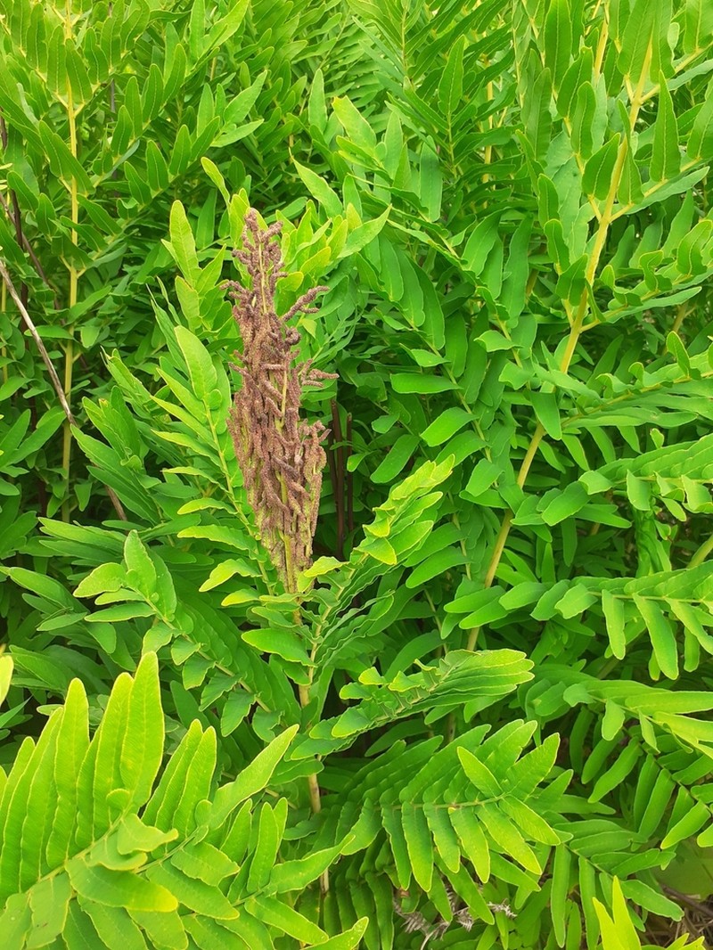 Osmunda acuta photo 7
