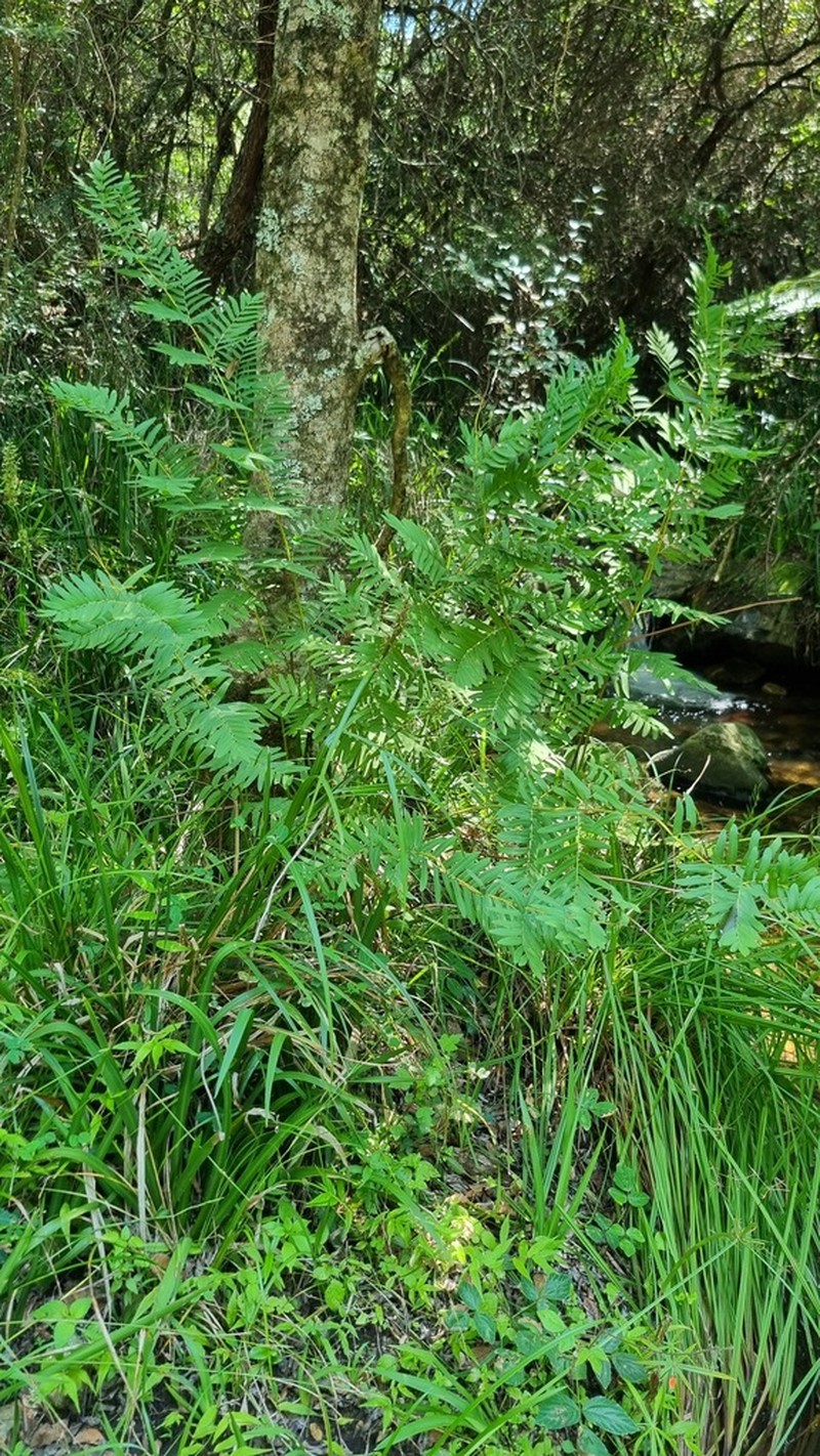 Osmunda acuta photo 8