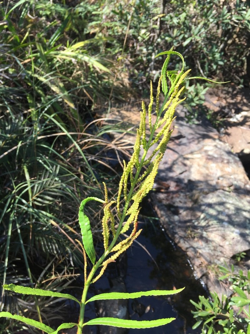 Osmunda angustifolia