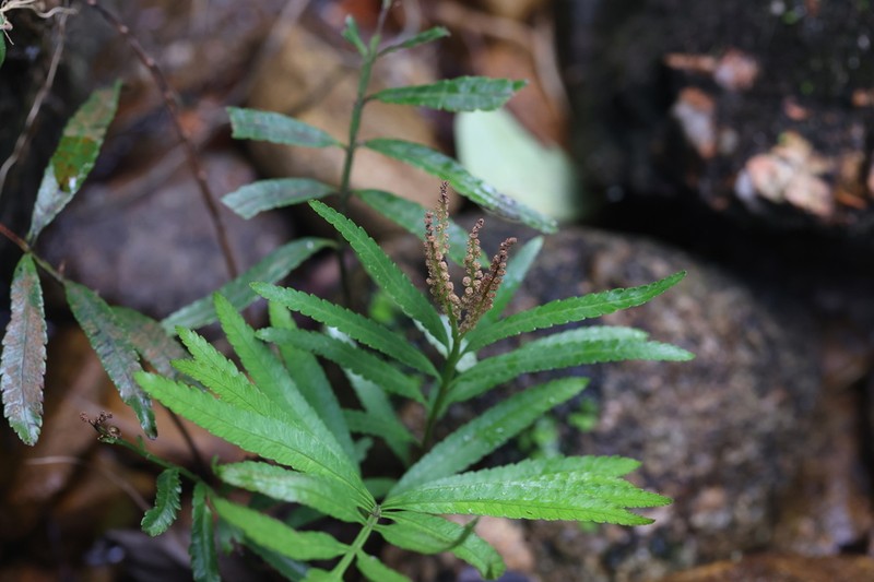Osmunda angustifolia photo 2