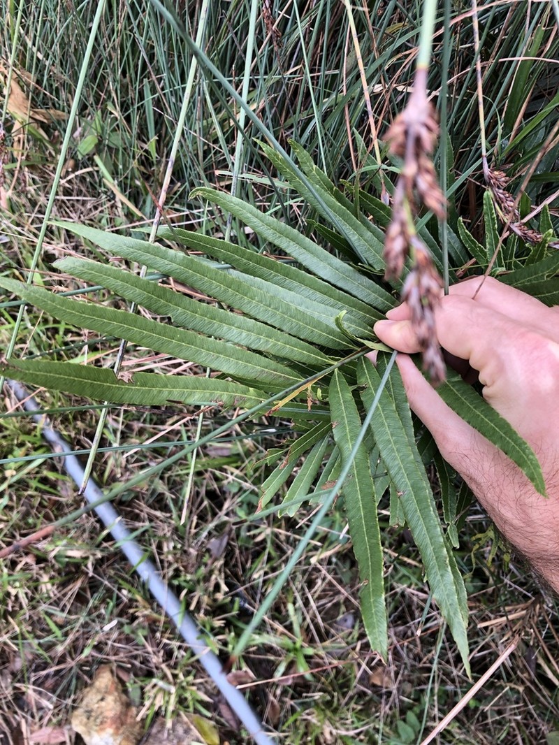 Osmunda angustifolia photo 3