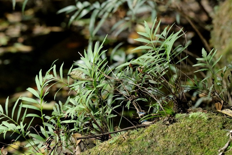 Osmunda angustifolia photo 4