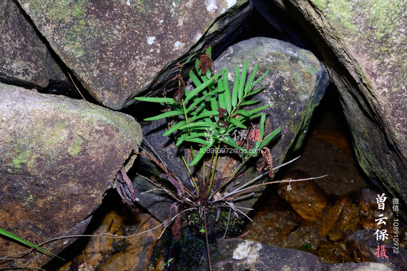 Osmunda angustifolia photo 5