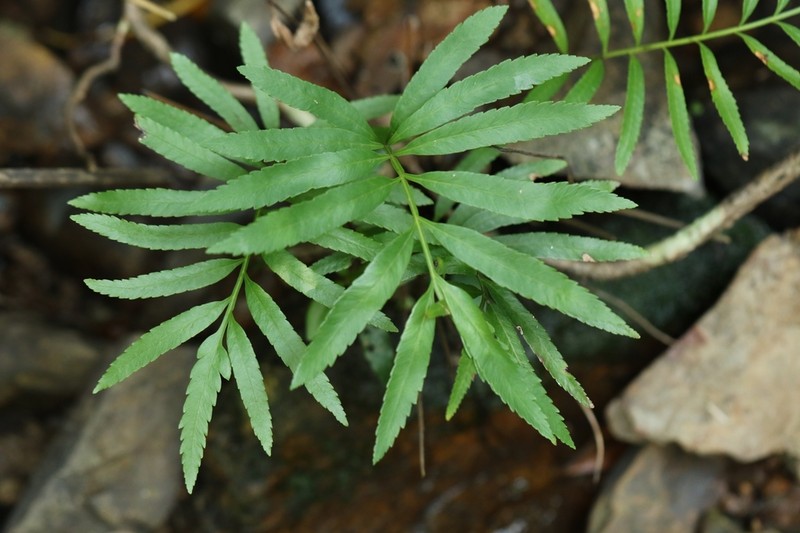 Osmunda angustifolia photo 6